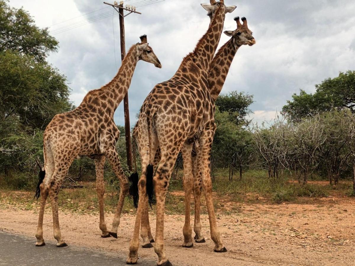 South Safari Lodge มาร์ลอทพาร์ค ภายนอก รูปภาพ